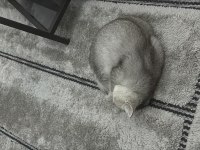 Sevimli tatlı oyun delisi british shorthair