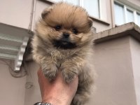 Üst kalite ayı surat pomeranian bebekler