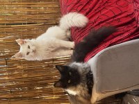 Gri yele maine coon isteyenler