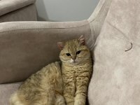British shorthair beş aylık dişi