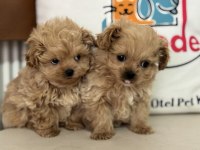 Wc Eğitimli Aşılı Pasaportlu Maltipoo Yavrularımız
