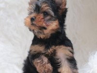 Mini minnak yorkshire terrier yavrular