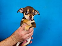 Minyatür pinscher çok sevimli tam ev ortamı için