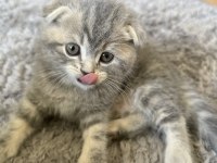 Sevimli scottish fold kardeşler yeni yuvalarını arıyor