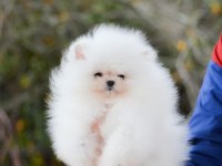Orjinal Pomeranian Boo