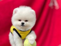 Pomeranian teddy face yavrular