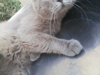 Yetişkin Erkek British Shorthair