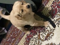 Erzurum Safkan golden retriever