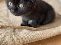 3 aylık scottish fold yavru dişi