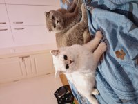 Scottish Fold Erkek Kedimiz