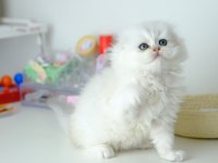 Scottish Fold Longhair Top Kafa Silver Yavrumuz