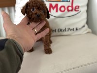 En özelini arayanlar için tea cup kore poodle
