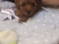 Sevimli poodle yavrumu sahiplendiriyorum