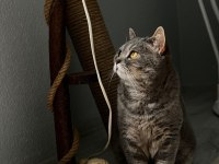Ücretsiz british shorthair