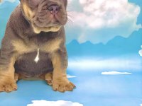 HARİKA ANATOMİ BLUE TAN FRENCH BULLDOG