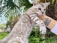 Silver Mink Erkek Bengal Kedisi 3 aylık