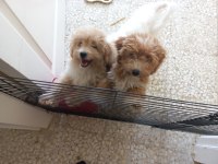 Maltipoo Yavrular
