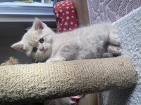 British shorthair sütlü kahve