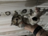2 dişi ve 1 erkek british longhair rezerveye açık