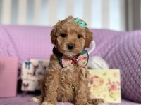 Kore Anne Babadan Dizayn Maltipoo