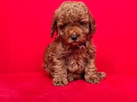 Sevimli Toy Poodle Yavrularımız