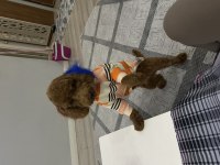 Poodle köpeği sahiplendirme