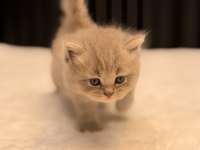 BABY FACE BRİTİSH LONGHAİR BLUE GOLDEN TABY