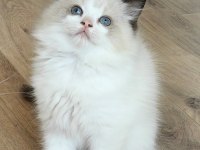 SECERELİ RAGDOLL YAVRULARI