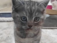 BRİTİSH SHORTHAİR KEDİMİZ