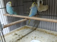 Alıştırmalık Rainbow Muhabbet Kuşu Bebekler