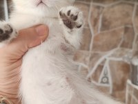 Silver british shorthair