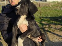 Great Dane Danua Yavrularımız