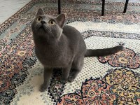 British shorthair 6 aylık dişi