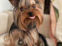 Teacup çanta köpeği