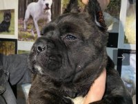 A kalitede estetikli cane corso yavruları mevcut