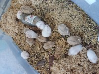 Tatlı Minnoş Gonzales Hamster Yavru ve Yetişkin