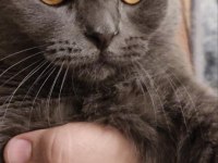 1 yaşında erkek çiftleştirme ilanı scottish fold