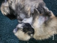 Miniş pomeranian yavrular