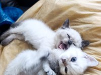 British shorthair kediler