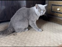 Erkek akıllı eğitimli british shorthair