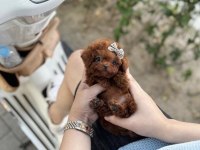 SAĞLIKLI ÇOK TATLI POODLE YAVRUM