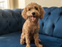 Safkan Toy Poodle Dişi