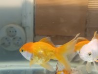 Oranda aslan bas japon balığı