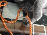 İki tane karnesi scottish fold var çok uysal