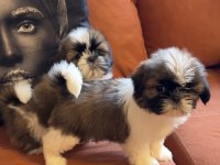 Safkan pug yavruları Gaziantep