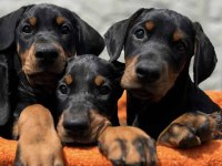 Karizmatik Biraz Da Çapkın Doberman