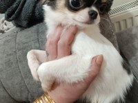 Erkek yavru chihuahua