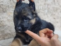 A kalite alman kurdu yavrular