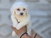 Nadir Güzellikte Maltese Terrier Yavrular