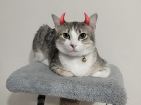Gri tekir kedi